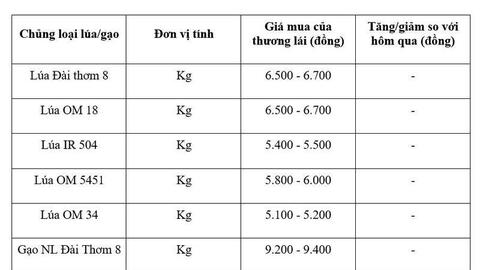 Giá lúa gạo hôm nay ngày 27/5/2026: Gạo thơm dẻo xuất khẩu neo cao