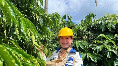 Giá cà phê hôm nay 28/5/2026: Ổn định trên mốc 88.000 đồng/kg
