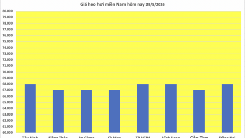 Giá heo hơi hôm nay 29/5/2026: Giảm nhẹ tại miền Bắc