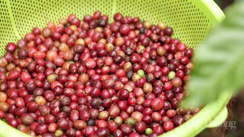 Giá cá phê hôm nay 8/6/2026: Giảm nhẹ 100 đồng/kg