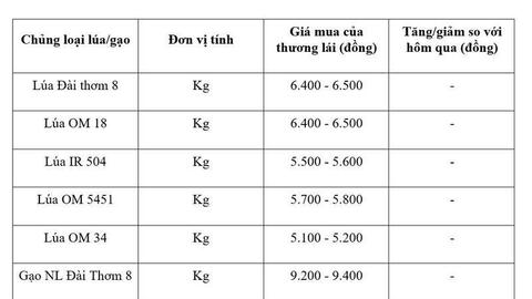 Giá lúa gạo hôm nay ngày 17/6/2026: Thị trường lặng sóng