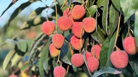 Bắc Ninh: Vải thiều lập kỷ lục doanh thu, đạt hơn 7.200 tỷ đồng
