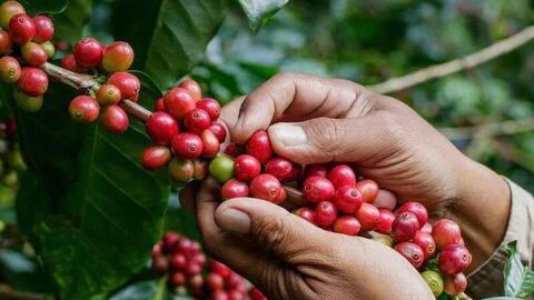 Giá cà phê thế giới tăng vọt