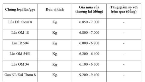 Giá lúa gạo hôm nay ngày 4/8/2026: Gạo xuất khẩu tăng