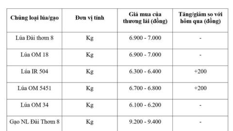 Giá lúa gạo hôm nay ngày 7/8/2026: Lúa tươi tiếp đà tăng
