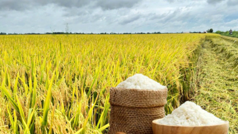 Giá lúa gạo hôm nay ngày 10/8/2026: Lúa tươi neo giá cao