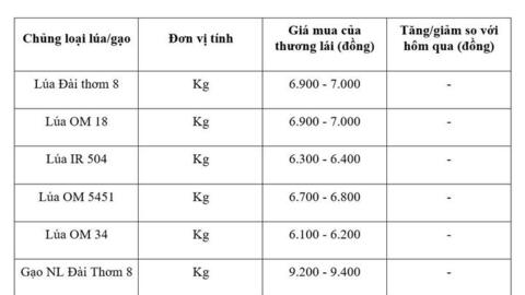 Giá lúa gạo hôm nay ngày 13/8/2026: Gạo xuất khẩu tăng