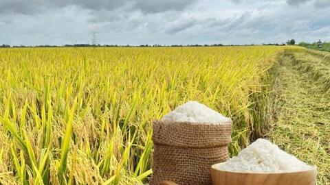 Giá lúa gạo hôm nay ngày 19/8: Gạo nguyên liệu xuất khẩu tiếp đà giảm