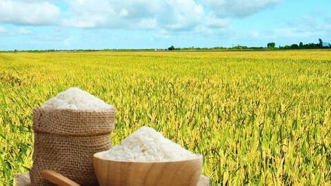 Giá lúa gạo hôm nay ngày 24/8: Gạo thơm Jasmine tăng 1.000 đồng/kg