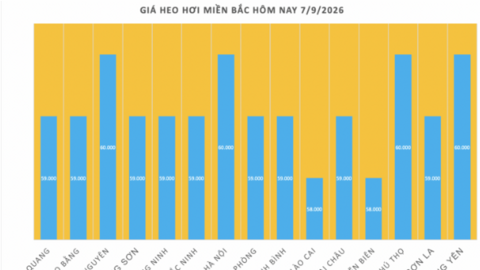 Giá heo hơi hôm nay 7/9/2026: Dao động từ 57.000 - 60.000 đồng/kg