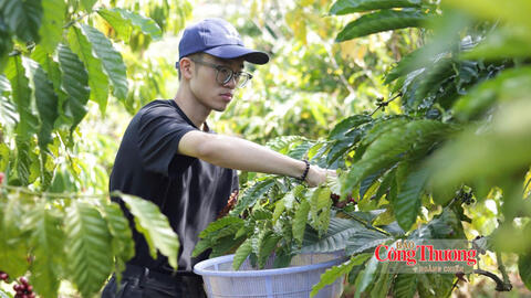 Giá cà phê hôm nay 6/10/2026: Duy trì ổn định