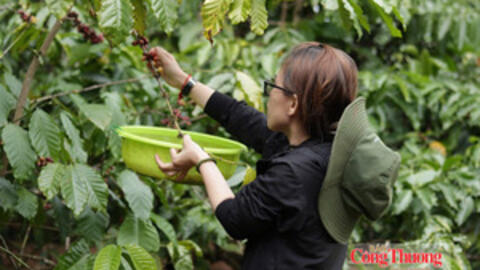 Giá cà phê hôm nay 8/10/2026: Duy trì ngưỡng 93.600 – 94.200 đồng/kg