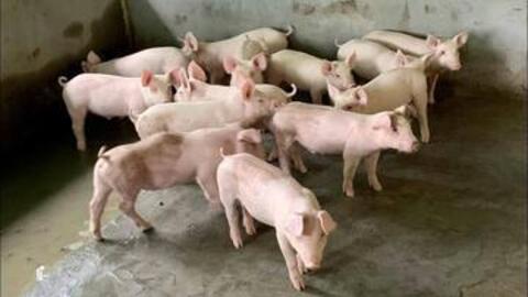 Giá heo hơi hôm nay 8/10/2026: Giảm đồng loạt 1.000 đồng/kg