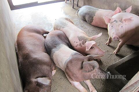 Giá heo hơi hôm nay ngày 23/11/2023: Tăng/giảm 2.000 đồng/kg