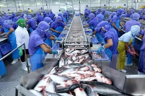 Xuất khẩu cá tra sang thị trường UAE tăng trưởng mạnh