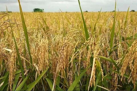 Giá lúa gạo hôm nay ngày 22/7: Giá gạo tăng 50 đồng/kg; giá lúa ổn định