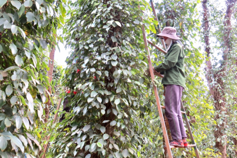 Nông dân Cư Kuin đổi đời nhờ tiêu hữu cơ