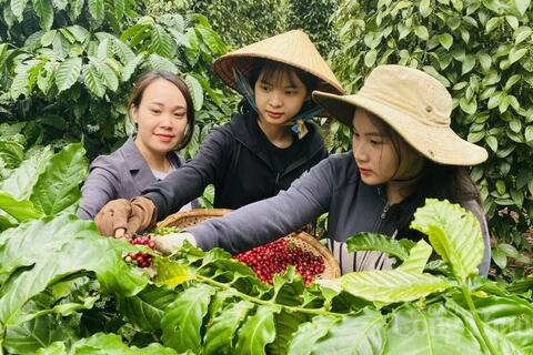 Giá cà phê hôm nay 16/4/2025, thị trường tiếp đà tăng cao