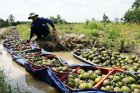 Gỡ nút thắt trong tiêu thụ nông sản cho HTX