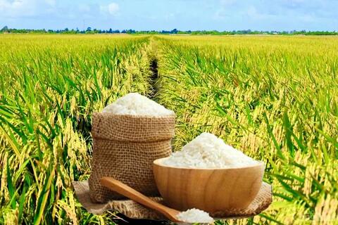 Giá lúa gạo hôm nay ngày 18/4: Gạo nguyên liệu tăng nhẹ