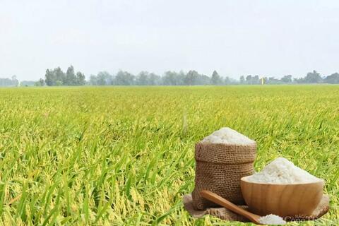 Giá lúa gạo hôm nay ngày 13/5: Lúa quay đầu giảm mạnh