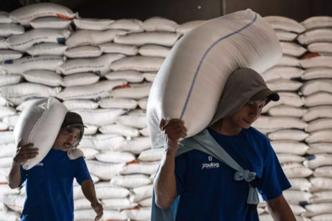 Indonesia lên kế hoạch ngừng nhập khẩu gạo: Không đáng ngại