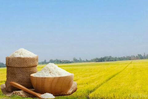 Giá lúa gạo hôm nay ngày 14/5: Biến động trái chiều