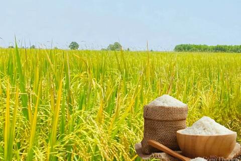 Giá lúa gạo hôm nay ngày 19/5: Gạo xuất khẩu đảo chiều