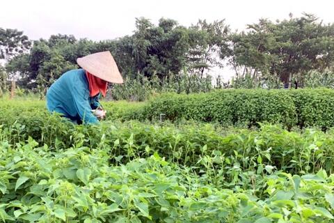 Xây dựng thương hiệu sản phẩm OCOP cho các loại rau gia vị