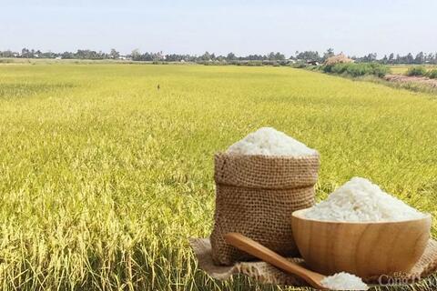 Giá lúa gạo hôm nay ngày 28/5: Thị trường biến động nhẹ