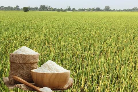 Giá lúa gạo hôm nay ngày 18/6: Lúa tươi đảo chiều tăng