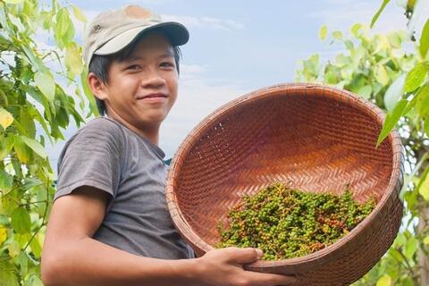 Giảm đến 4.000 đồng/kg, giá tiêu thủng mốc 140.000 đồng/kg