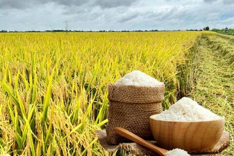 Giá lúa gạo hôm nay ngày 24/6: Biến động trái chiều