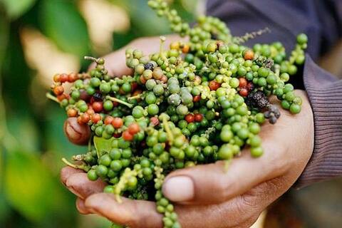 Giá tiêu tăng đến 5.000 đồng/kg khiến cung cầu đang thu hẹp