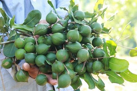 Sáp nhập hành chính, quy hoạch chiến lược để bứt phá nông lâm sản Tây Bắc