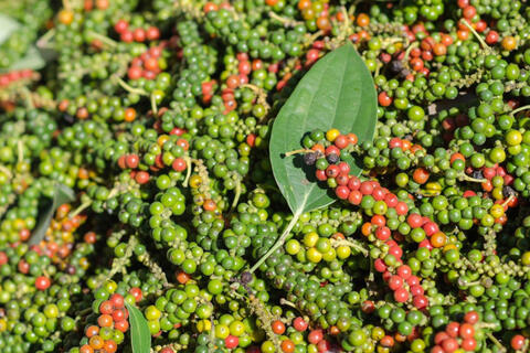 Giá tiêu tăng 5.000 đồng/kg, tiến gần mốc 150.000 đồng