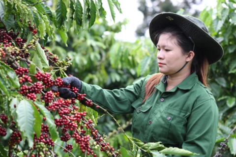 Cà phê tăng 1.000 đồng/kg, thị trường khó dự đoán nếu chỉ dựa vào cung cầu