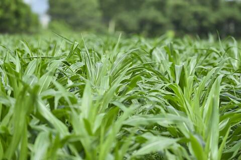 Vinamilk “mở khóa tự nhiên” tại Green Farm: mô hình sinh thái truyền cảm hứng doanh nghiệp