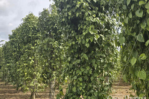 Giá tiêu hôm nay 28/7/2025: Trong nước cao nhất 138.000 đồng/kg
