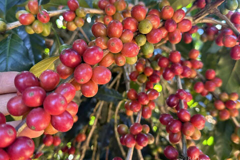 Giá cà phê Robusta bật tăng gần 2% lên mức 3.411 USD/tấn