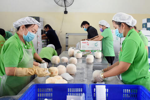 Gần 22 tấn dừa tươi gọt vỏ được xuất chính ngạch sang Trung Quốc