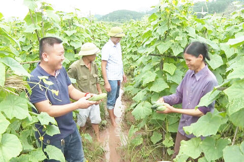 Bức tranh nông thôn mới ở Lạng Sơn nhìn từ những cánh đồng bội thu nhờ chuỗi liên kết