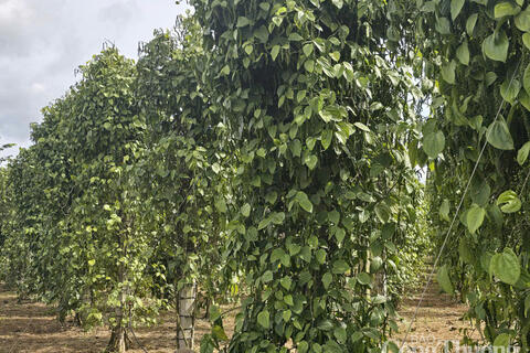 Giá tiêu hôm nay 29/8/2025: Nội địa tăng mạnh 2.000 đồng/kg