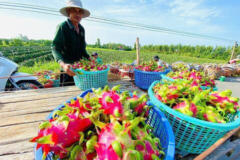 Xuất khẩu chính ngạch là con đường tất yếu cho nông sản Việt