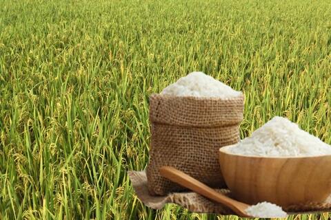 Giá lúa gạo hôm nay ngày 12/9: Lúa tươi, gạo xuất khẩu giảm mạnh