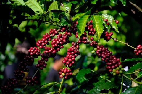 Thêm 2.500 đồng/kg, giá cà phê giữ lợi thế cho người trồng