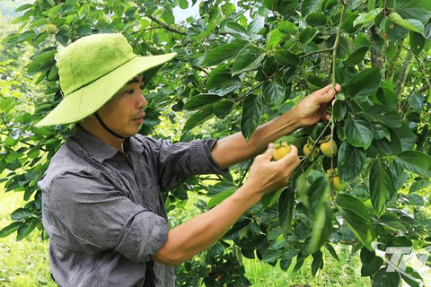 Cây hồng không hạt: Hiệu quả kinh tế cao cho bà con Thái Nguyên