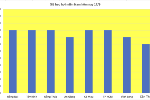 Giá heo hơi hôm nay 17/9/2025: Giảm đồng loạt tại nhiều nơi