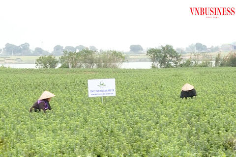 Điều đặc biệt giúp nông dân Hưng Yên thu bạc triệu, bạc tỷ trên những miền quê đáng sống