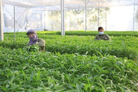 Vì sao chưa đến 1% diện tích rau đạt chuẩn VietGAP?